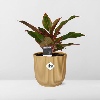 Aglaonema Crete in ELHO Vibes Fold 14cm geel - Pflanzfix24