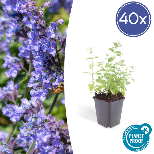 40x Nepeta 'Six Hills Giant' - Pflanzfix24.de - Pflanzfix24.de