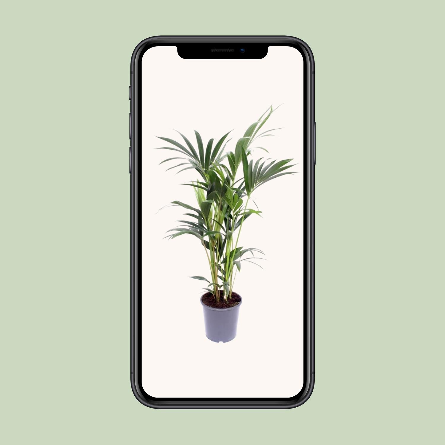 Kentia-Palme - Howea Forsteriana - Ø21cm - ↕120cm - Pflanzfix24.de - Pflanzfix24.de