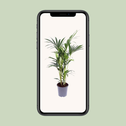 Kentia-Palme - Howea Forsteriana - Ø21cm - ↕120cm - Pflanzfix24.de - Pflanzfix24.de