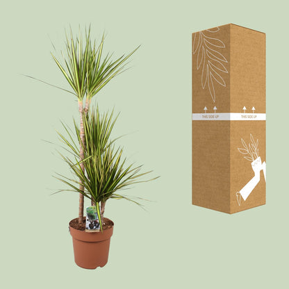 Dracaena Marginata Sunray - Ø21cm - ↕120cm - Pflanzfix24