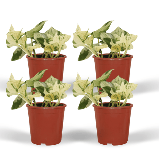 4x Epipremnum Happy Leaf - Scindapsus - 15cm - ø12 bei Pflanzfix24.de - Pflanzfix24.de