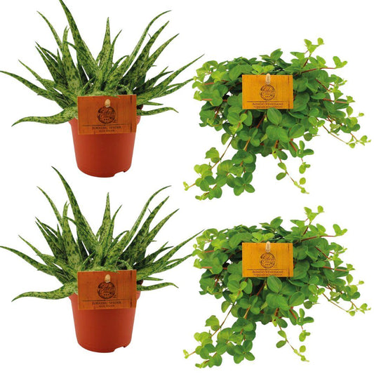 2x Aloe Spider + 2x Peperomia Rotundifolia - 4 Stück - Ø10.5cm bei Pflanzfix24