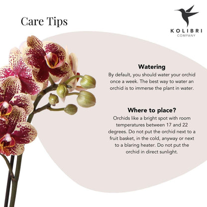 Phalaenopsis Orchidee Spanien Gelb-Rot Ø9cm – Pflanzfix24.de - Pflanzfix24.de