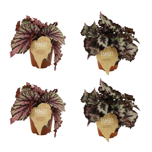 2x Begonia Rex Merenque + 2x Begonia Rex Sardanna - 4er Set - Ø12cm - ↕25cm - Pflanzfix24