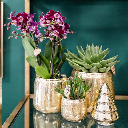 Phalaenopsis Orchidee Rosa-Lila Ø9cm mit Goldtopf – Pflanzfix24