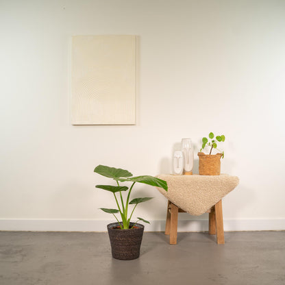 Alocasia Macrorrhiza - Ø19cm - ↕70cm + Korb Igmar - Pflanzfix24