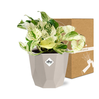Epipremnum Pinnatum Happy Leaf in ELHO b.for rock 14 cm warm grey - Pflanzfix24