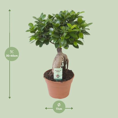 Ficus Ginseng - Ø17cm - ↕40cm von Pflanzfix24