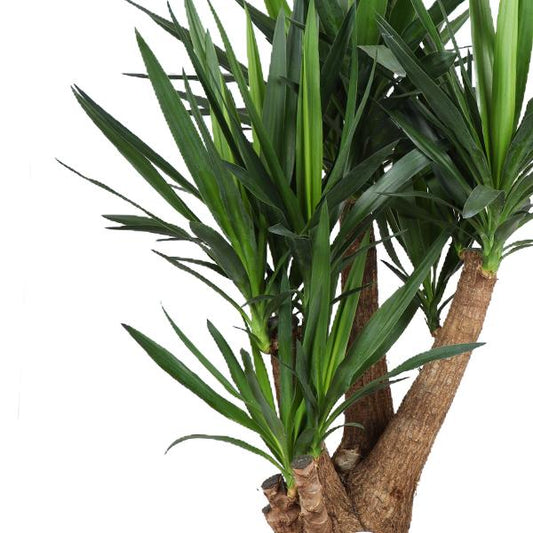 Yucca - Ø27cm - ↕105cm - Pflanzfix24