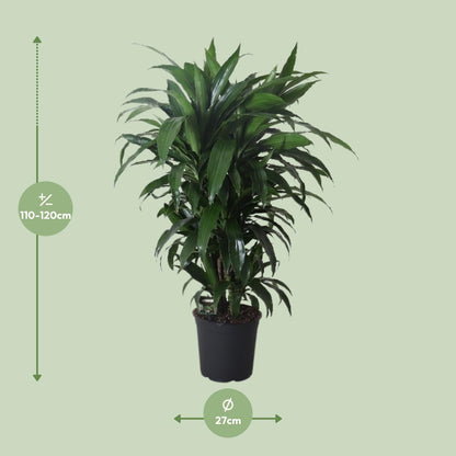 Dracaena Frag. Janet Craig - Ø27cm - ↕120cm - Pflanzfix24