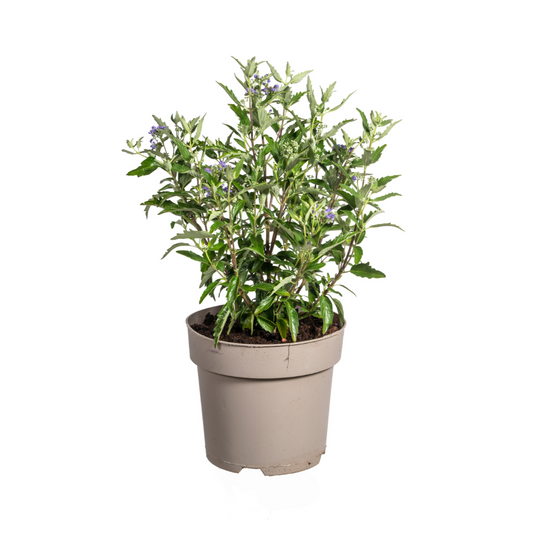 Caryopteris x Clandonensis Ø19cm - ↕40 - 50cm bei Pflanzfix24.de - Pflanzfix24.de