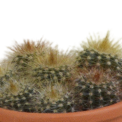 Kakteenmischung 5,5 cm - 5x - in terracotta pot - Pflanzfix24.de - Pflanzfix24.de