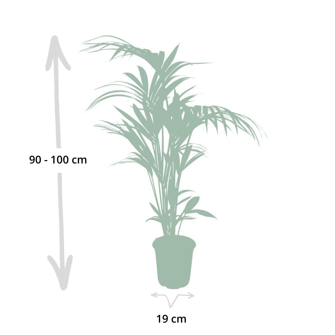 Kentia Howea-Palme - Ø21cm - ↕120cm - Ø18 - ↨100cm - Pflanzfix24