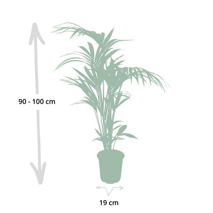 Kentia Howea-Palme - Ø21cm - ↕120cm - Ø18 - ↨100cm - Pflanzfix24