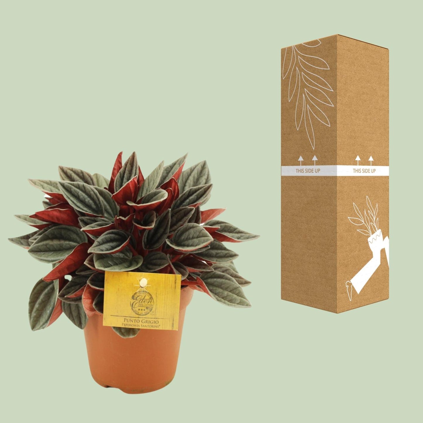 Peperomia Santorini - Ø12cm - ↕20cm by Pflanzfix24