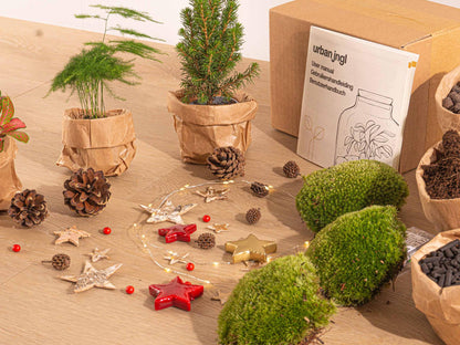 Feestdagen Terrarium Startpakket - Mini-kerstboom - 3 planten - Navulling & Decoratie - DIY Christmas - Pflanzfix24