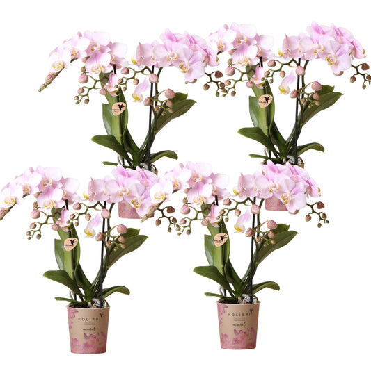 Kolibri Orchids | KOMBI-ANGEBOT - Portugal - Topfgröße Ø9cm - Pflanzfix24