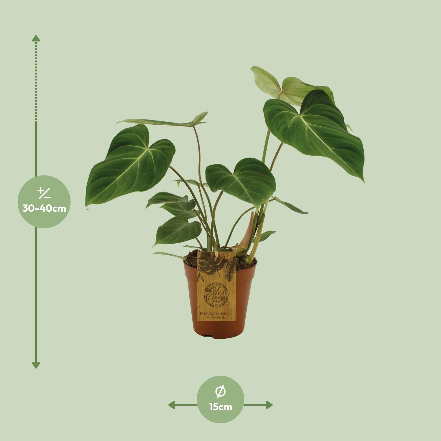 Philodendron Gloriosum Ø15cm – Samtblatt Zimmerpflanze | Pflanzfix24.de - Pflanzfix24.de
