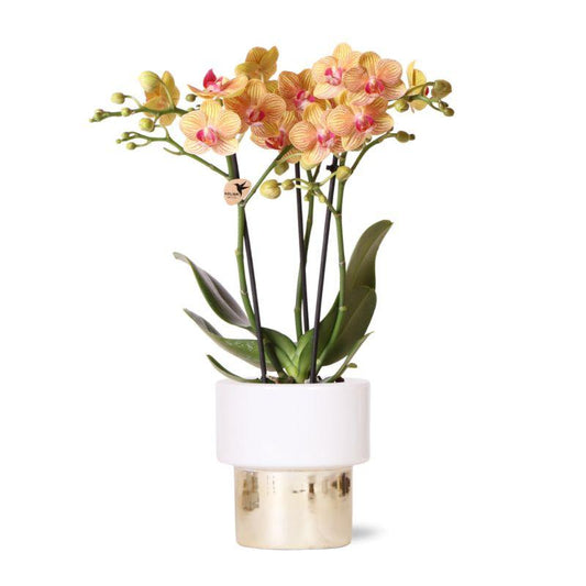 Orchidee Jamaica Ø9cm Orange + Lush Topf – Pflanzfix24.de - Pflanzfix24.de