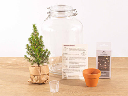 Pflanzfix24 - Easyplant Ficus Christmas