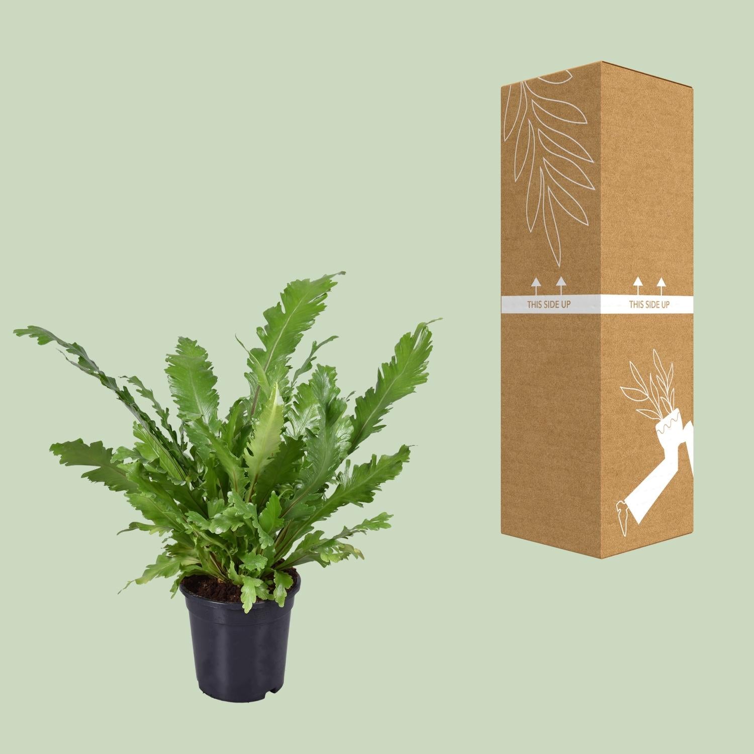 Asplenium Nidus - Ø17cm - ↕45cm - Pflanzfix24.de - Pflanzfix24.de