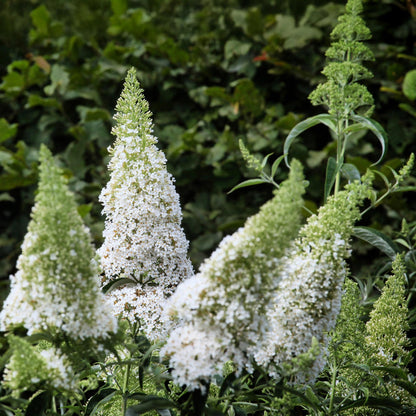 Pflanzfix24.de - Schmetterlingsstrauch - Buddleja Davidii White Profusion - Blüte Weiß - 1 Pflanze - Topf 17cm - Pflanzfix24.de
