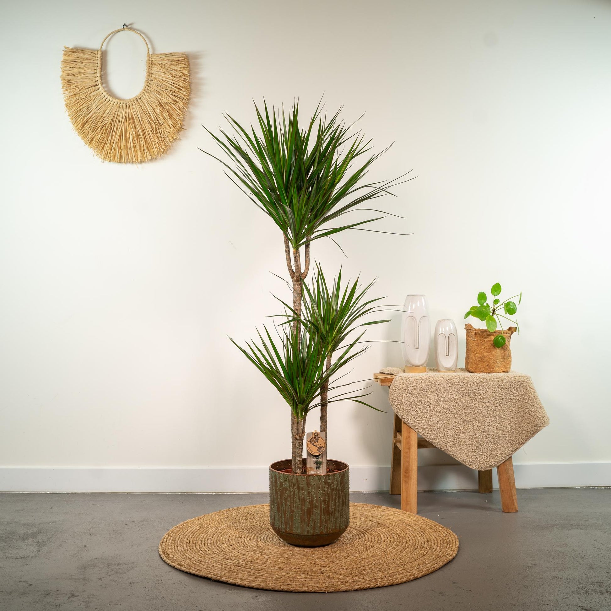 Dracaena Marginata - Ø21cm - ↕120cm - Pflanzfix24.de - Pflanzfix24.de