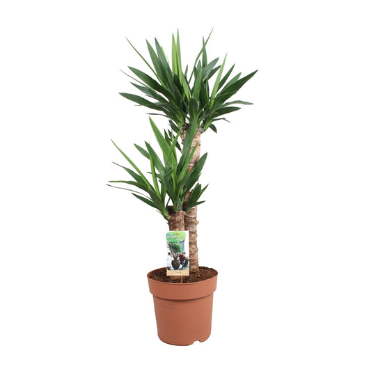 Yucca Elephantipes - Ø21cm - ↕80cm bei Pflanzfix24