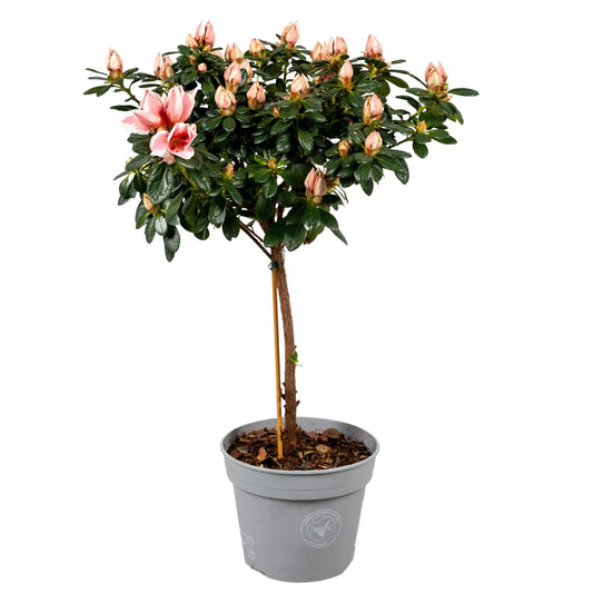 Azalea Op Stam 'Mevr. Gerard Kint' 13cm - Pflanzfix24