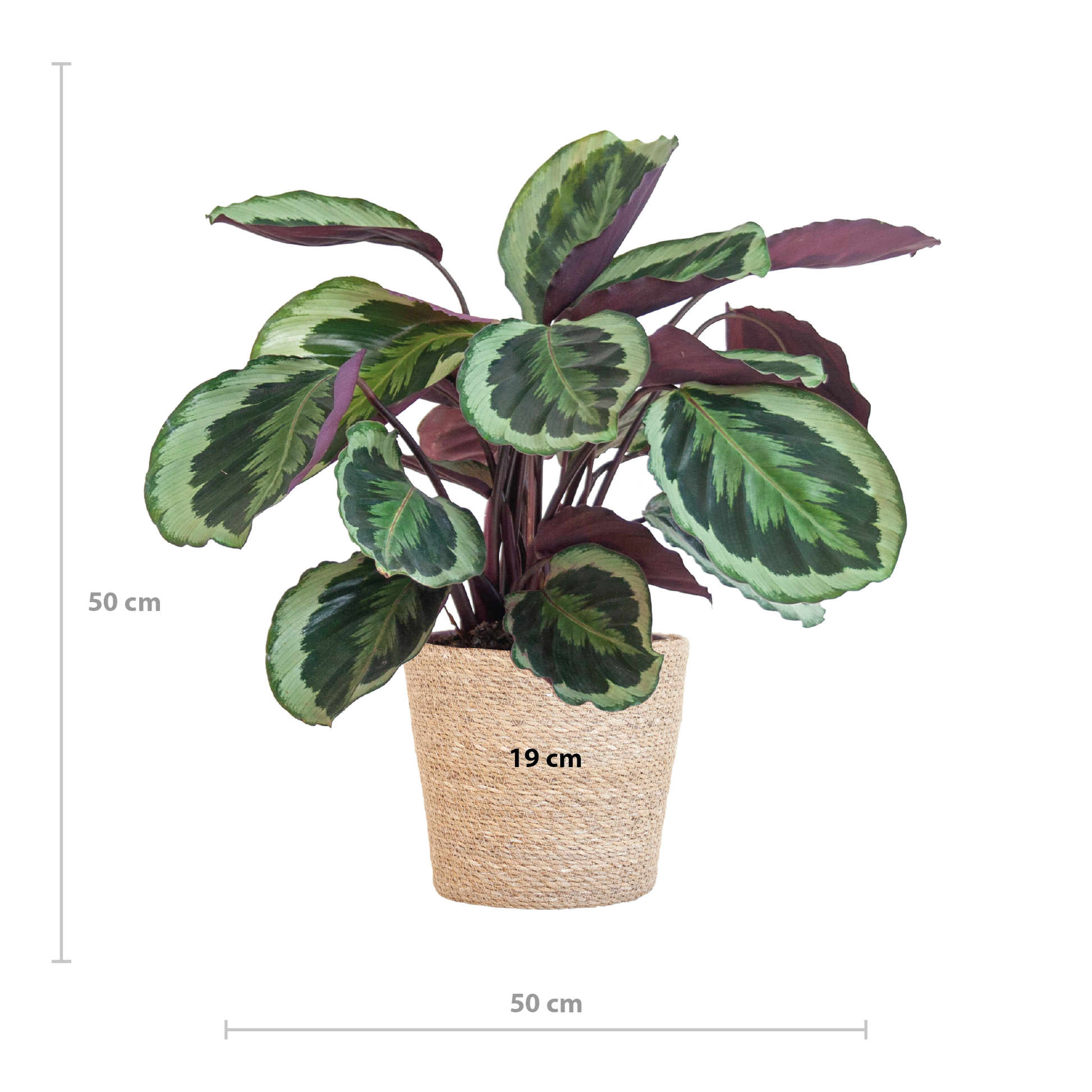 Calathea Medaillon mit Sofia-Korb natur - 65cm - Ø21 - Pflanzfix24.de - Pflanzfix24.de