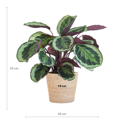 Calathea Medaillon mit Sofia-Korb natur - 65cm - Ø21 - Pflanzfix24.de - Pflanzfix24.de