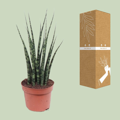 Sansevieria Fernwood Mikado Ø12cm – 40cm hoch | Pflanzfix24.de - Pflanzfix24.de