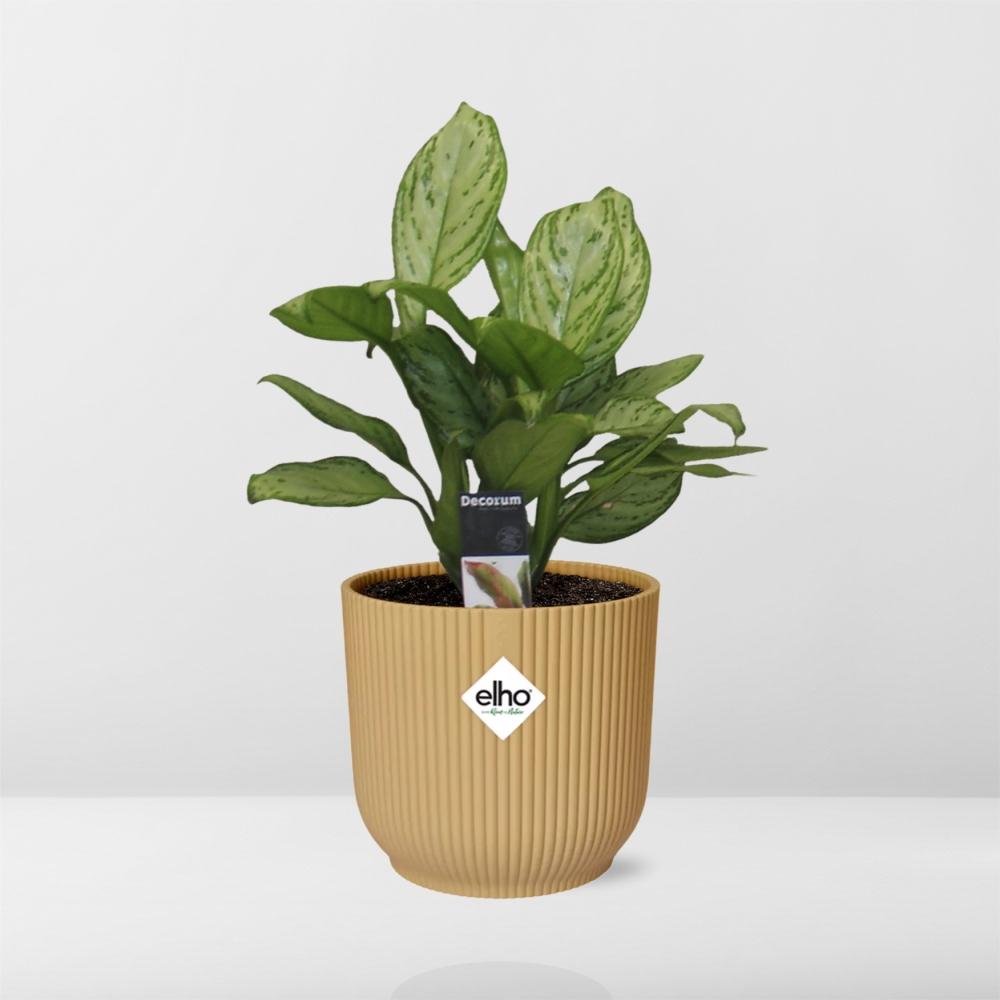 Aglaonema Christina in ELHO Vibes Fold 14cm geel - Pflanzfix24