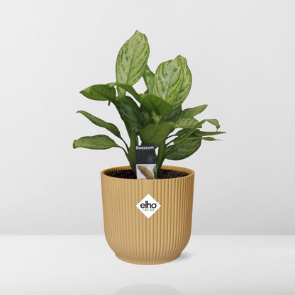Aglaonema Christina in ELHO Vibes Fold 14cm geel - Pflanzfix24