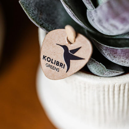 Bali Blumentopf Off White Ø6cm – Kleiner Keramiktopf mit Rillenstruktur für Sukkulenten | Kolibri Home pflanzfix24.de - Pflanzfix24.de