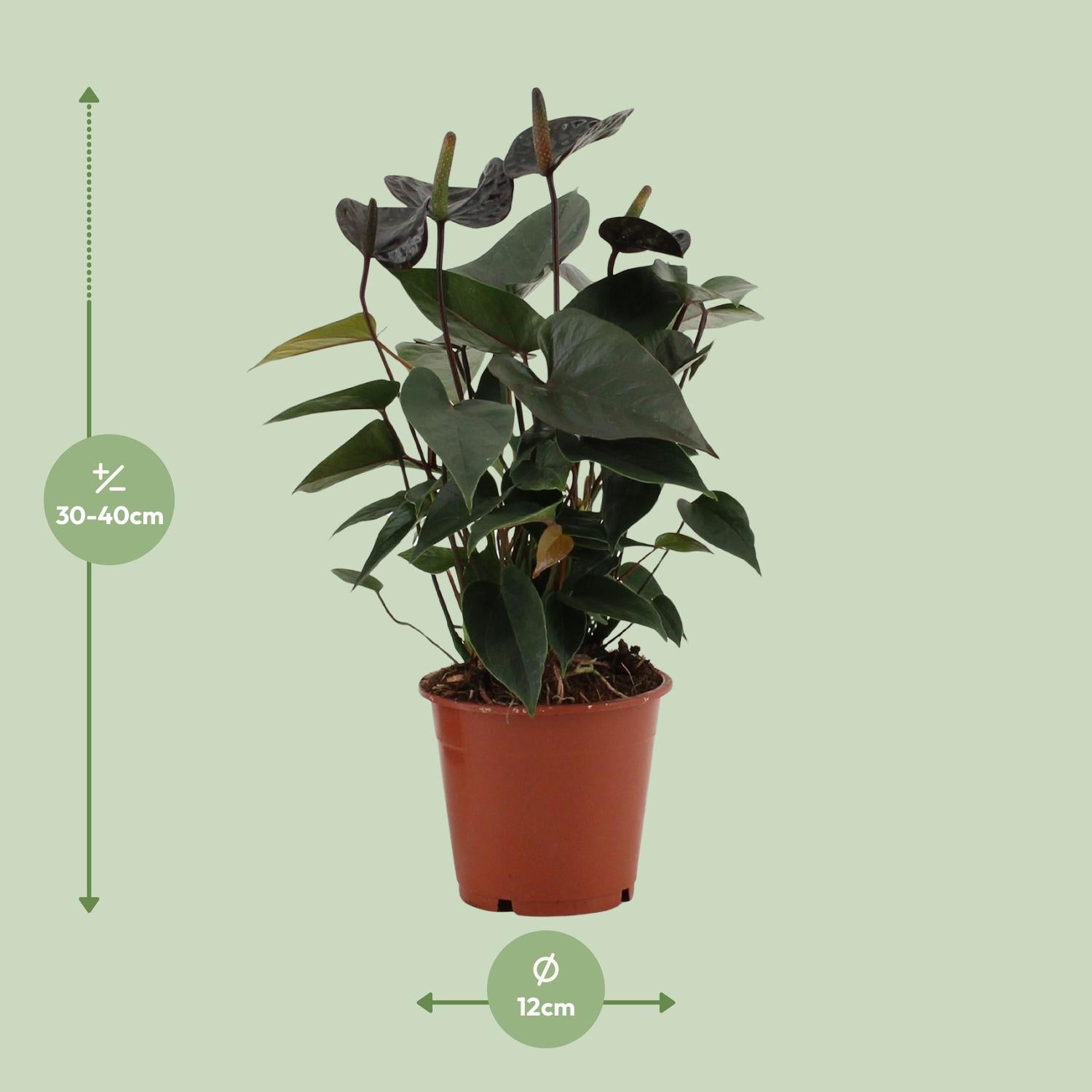 Anthurium Black Love In Transparant Sleeve - Ø12cm - ↕36cm - Pflanzfix24.de - Pflanzfix24.de