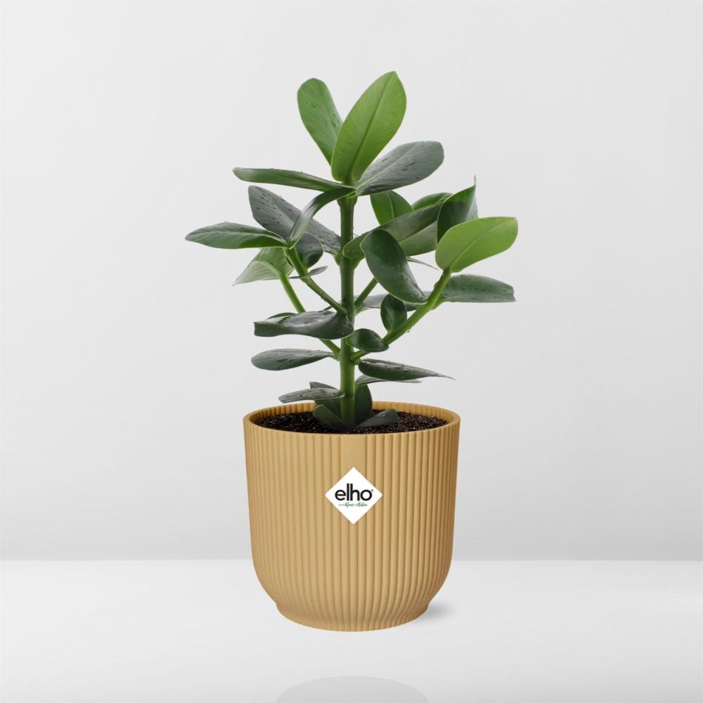 Clusia Princess in ELHO Vibes Fold 14cm geel - pflanzfix24