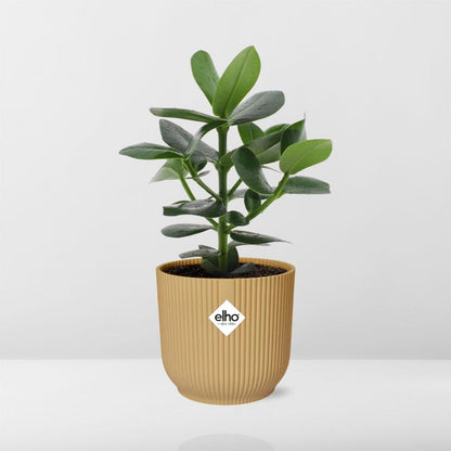 Clusia Princess in ELHO Vibes Fold 14cm geel - pflanzfix24