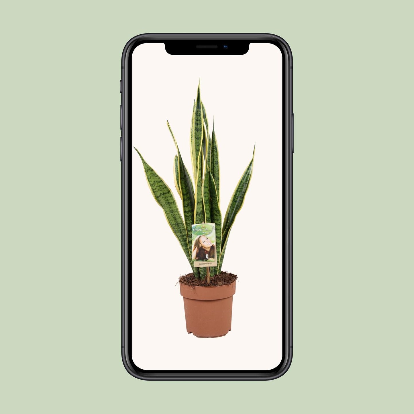 Sansevieria Trifasciata Laurentii Ø17cm | Pflegeleichte Zimmerpflanze – Pflanzfix24.de - Pflanzfix24.de