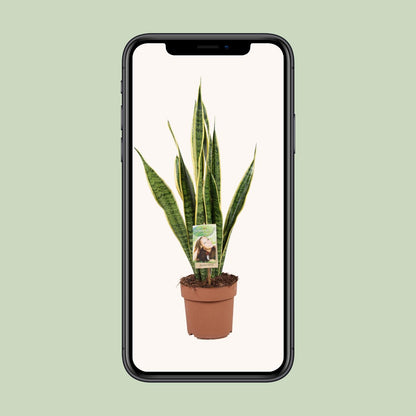 Sansevieria Trifasciata Laurentii Ø17cm | Pflegeleichte Zimmerpflanze – Pflanzfix24.de - Pflanzfix24.de