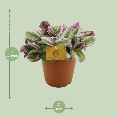 Tradescantia Nanouk - Ø15cm - ↕25cm | Pflanzfix24
