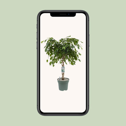 Ficus Adora / Exotica - Ø27cm - ↕120cm - Pflanzfix24