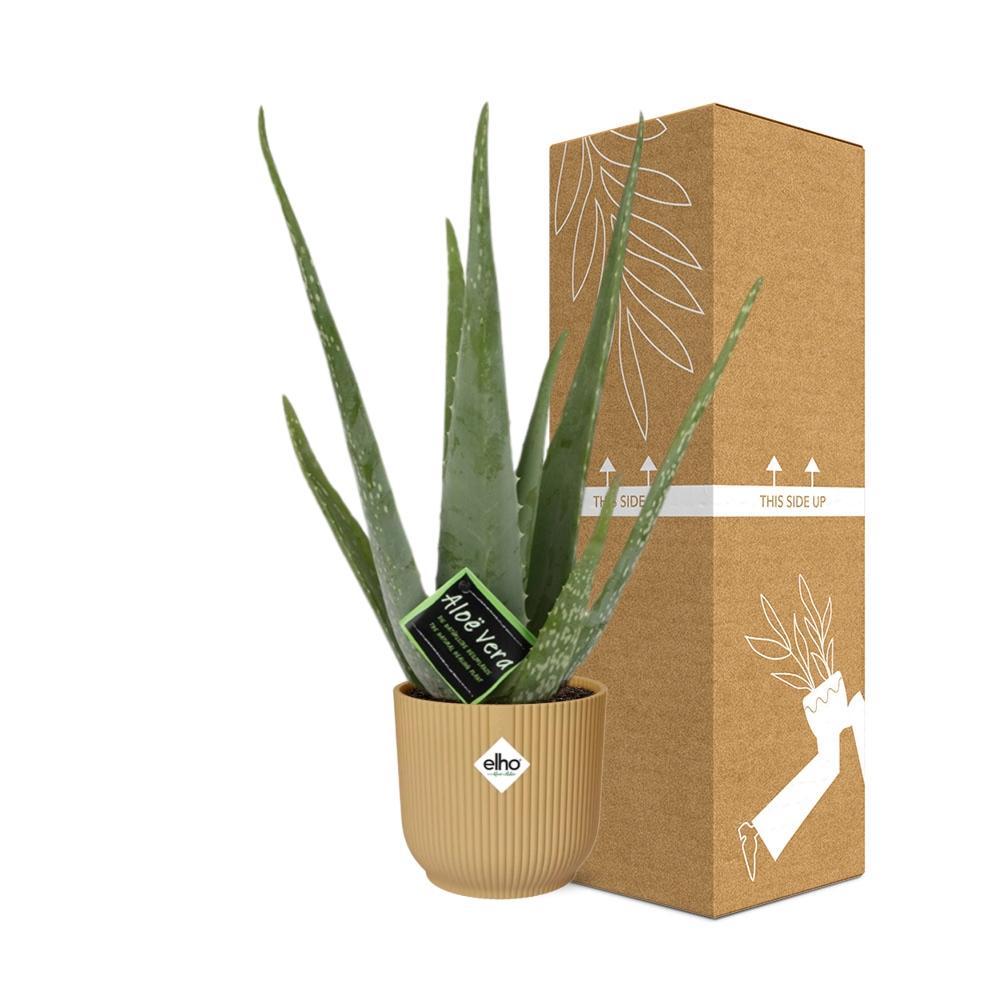 Aloe Vera 12cm in ELHO Vibes Fold 14cm geel - Pflanzfix24