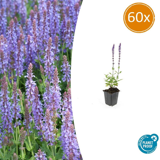 60x Salvia nem. 'Caradonna' - ↕10-25cm - Ø9cm - Pflanzfix24.de - Pflanzfix24.de