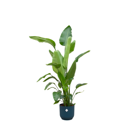 Strelitzia Nicolai 160 cm im Elho Vibes Fold Round Blau Ø30 | Pflanzfix24