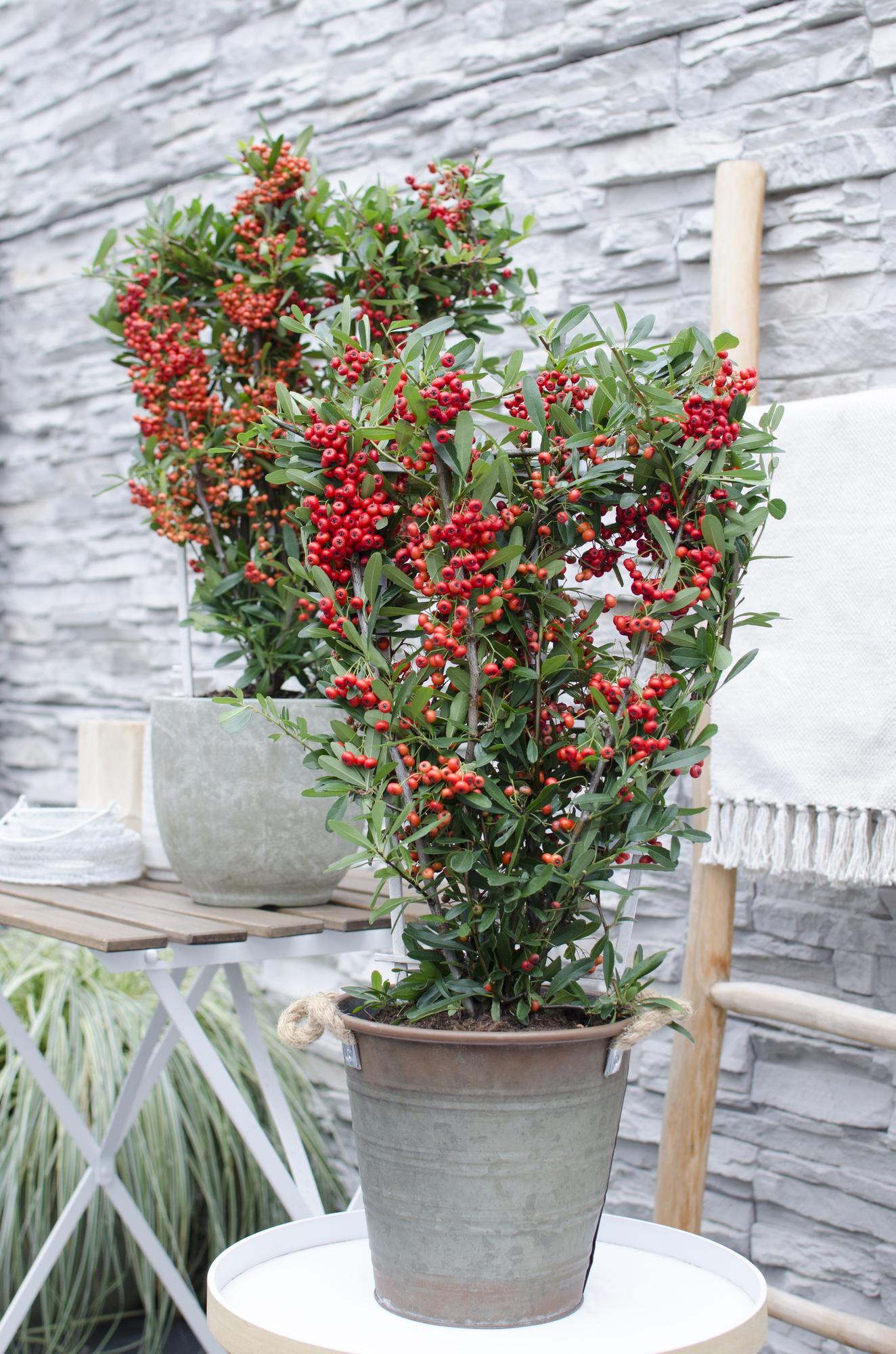Pyracantha coccinea Red Star - Pflanzfix24