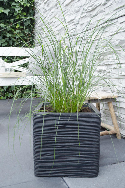 Pennisetum alopecuroides 'Hameln' - Ø19cm - Pflanzfix24