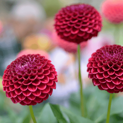 Dahlie Natal - 12 Knollen für 2 m², Kugelförmige Blumen - Pflanzfix24.de - Pflanzfix24.de