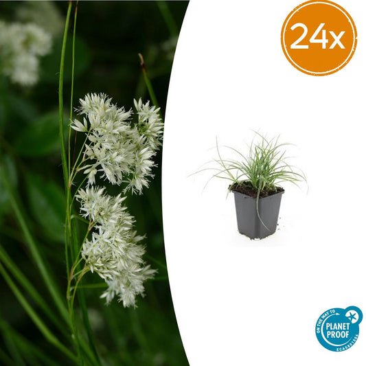 24x Luzula nivea - ↕10-25cm - Ø9cm - Pflanzfix24